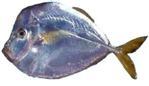 Image result for moonfish