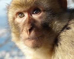 Image of monkey