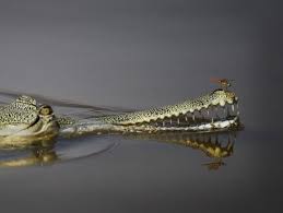 Indien will Grenze zu Bangladesch von Krokodilen und Schlangen bewachen lassen