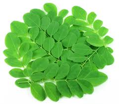 Image result for moringa