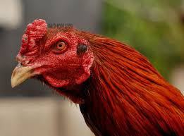 Hasil gambar untuk ayam birma hari ini