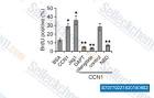 Cilengitide solubility