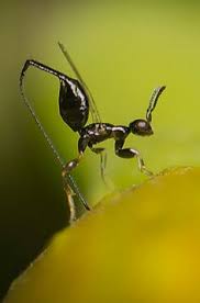 Resultado de imagem para fig wasps in florida