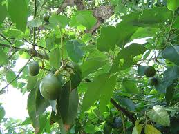 avocado plants ile ilgili görsel sonucu