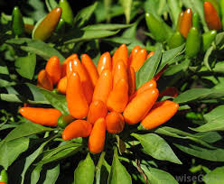 pepper plants ile ilgili görsel sonucu