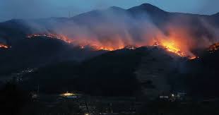 Rising Wildfire Risks in South Korea Due to Climate Change