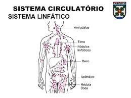 Resultado de imagem para desenho sistema circulatorio