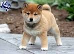 Shiba Inu Puppies - Dogtime