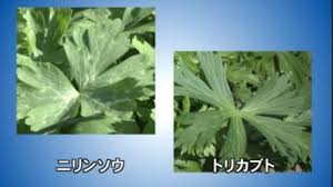 トリカブト - Trending in Japan