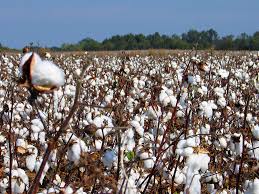 Image result for cotton
