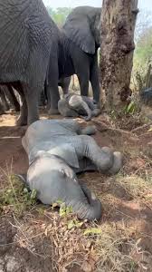 KENYA-Shhh the babies are sound asleep!