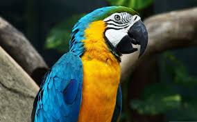 Image result for picture of a parrot