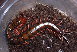 Image result for centipede