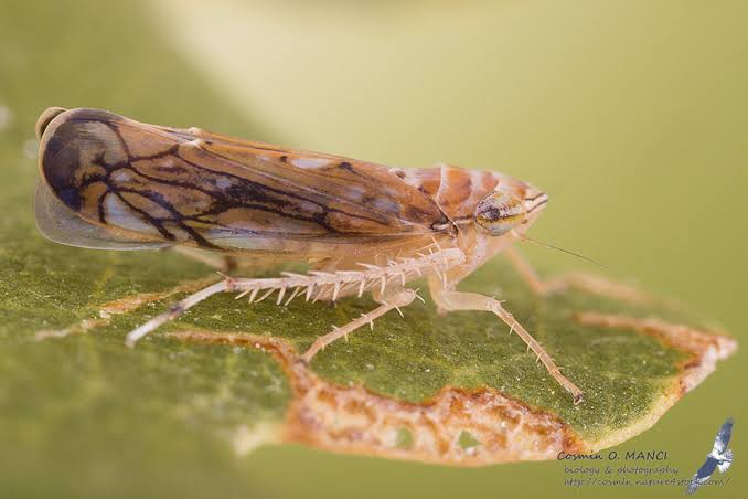 Scaphoideus titanus Ball, 1932