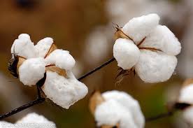 Image result for cotton