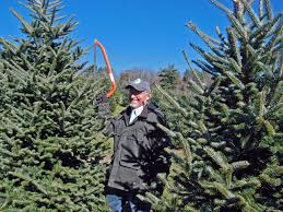Local Christmas Tree at New York State Welcome Center