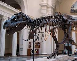 Image of Museum Zoologi