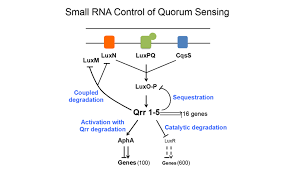 Image result for bacteria communicate