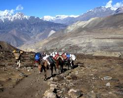 Image of Jomsom to Muktinath Trek, Nepal