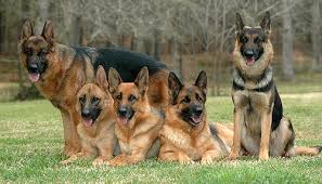 Image result for german shepherd