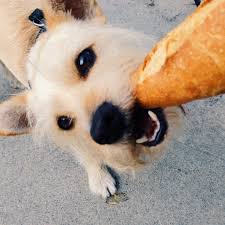 Image result for dogs  stealing meat at the barbeque grill