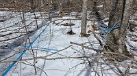 State officials say clarity, expedience needed to help maple syrup producers