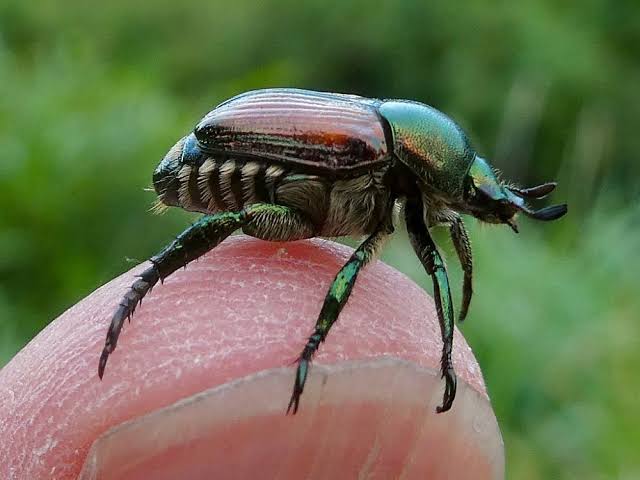 Japanese Beetle | Plant Pono