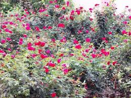 Image result for images of shirdisaibaba with flowers