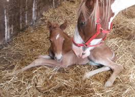 Brechfa Cadoc | Brechfa Farm Stud