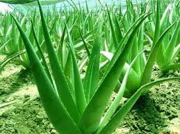 Image result for Aloe Vera