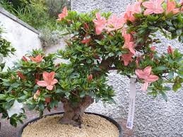 「Kanuma soil」の画像検索結果