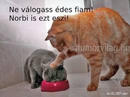 Ne v&aacute;logass!