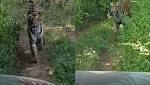 Tiger Chases Vehicle With Tourists