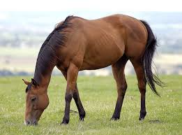 Image result for HORSE