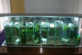 Image result for betta fish tank