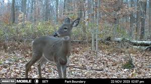 Here's how Pa. hunters can get antlerless deer licenses [column]