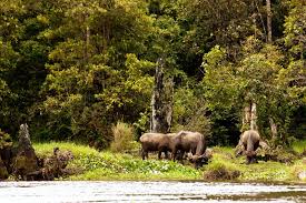 Hasil gambar untuk Taman Nasional Kerinci Seblat