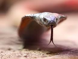 Vorführung im Hotel: Deutscher Tourist stirbt nach Schlangenbiss im Ägyptenurlaub