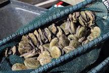 Image result for Sea Abalone