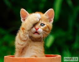 Vsledek obrzku pro obrzky