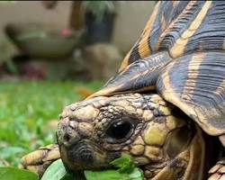 รูปภาพWater spinach for tortoises