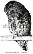 Résultat de recherche d'images pour "owl ink drawing"