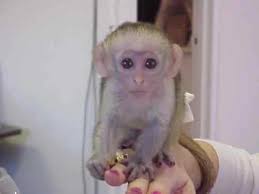 Image result for MONKEYS