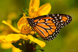 Resultado de imagen de mariposa monarca