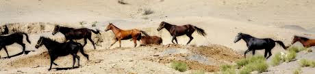 Image result for IRAN HORSES