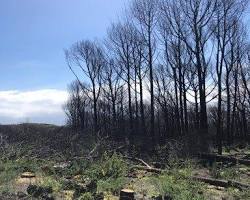 Immagine di Piantare un albero all'Oasi Vesuvio