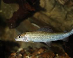 Afbeelding van Ombre commun fish