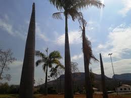 Resultado de imagem para foto dos locais onde a palmeira imperial foi plantada e não deu certo