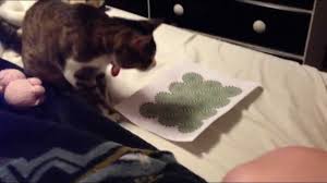 Résultat de recherche d'images pour "rotating snakes"