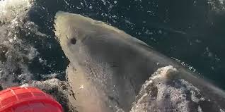 Surfer Bitten by Shark in at Glenfield Beach in Western Australia - The Inertia
